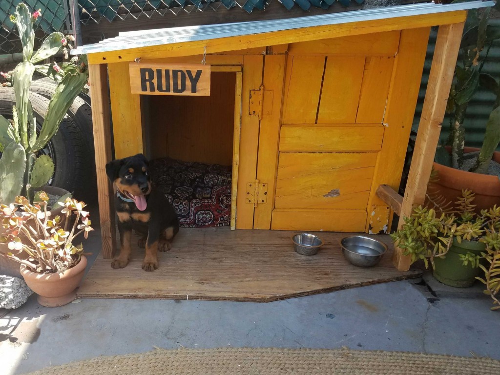 Rottweiler puppy named Rudy in his doghouse. Photo by Rachel Higgins for Oscar (CA)